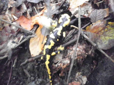 salamandre marchigiane