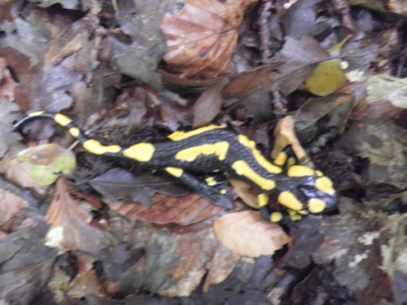salamandre marchigiane