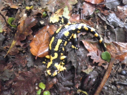 salamandre marchigiane