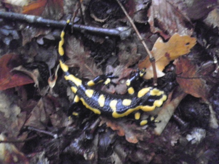 salamandre marchigiane