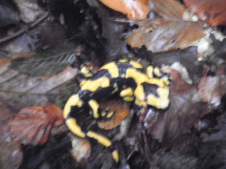 salamandre marchigiane