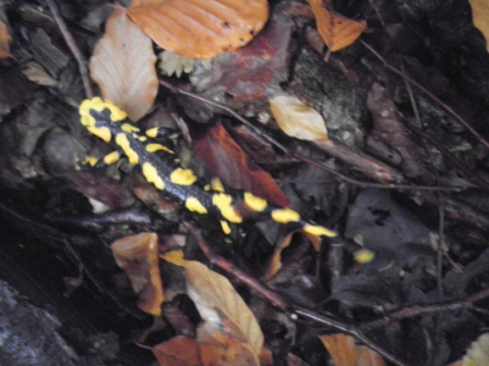 salamandre marchigiane