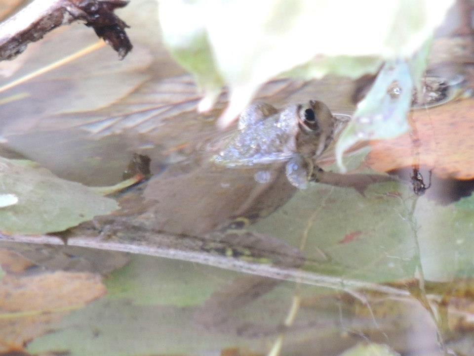 rana da identificare - Pelophylax sp. (Marche)
