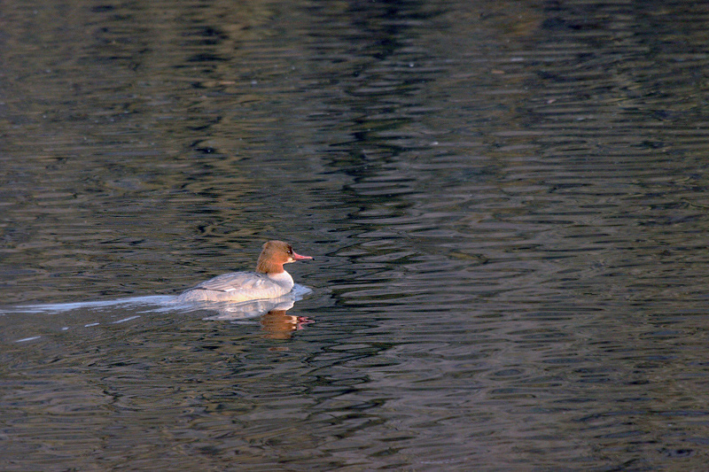 Smergo maggiore (Mergus merganser), femmina