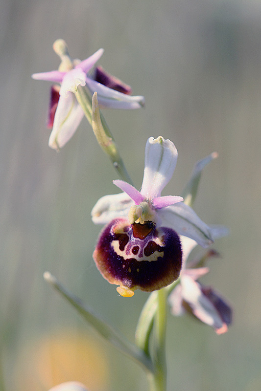 Ophrys appennina / Ofride degli Appennini