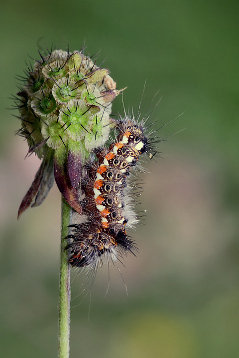Identificazione bruco