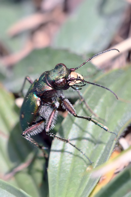 Cicindela campestris, (Carabidae)