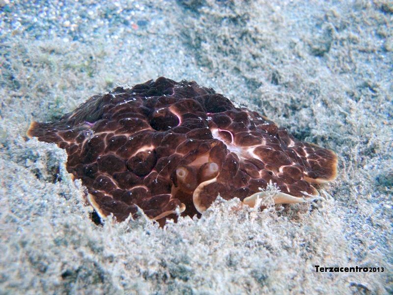 Pleurobranchus testudinarius