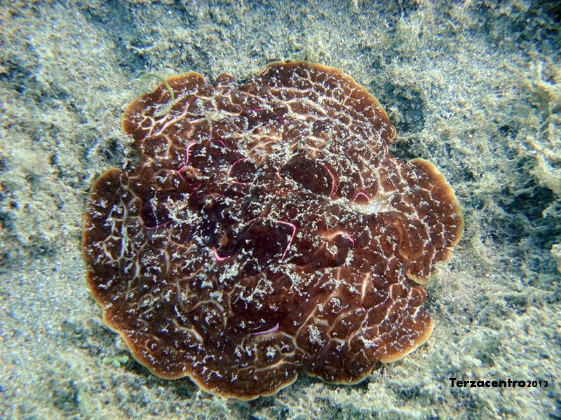 Pleurobranchus testudinarius