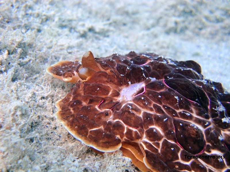 Pleurobranchus testudinarius