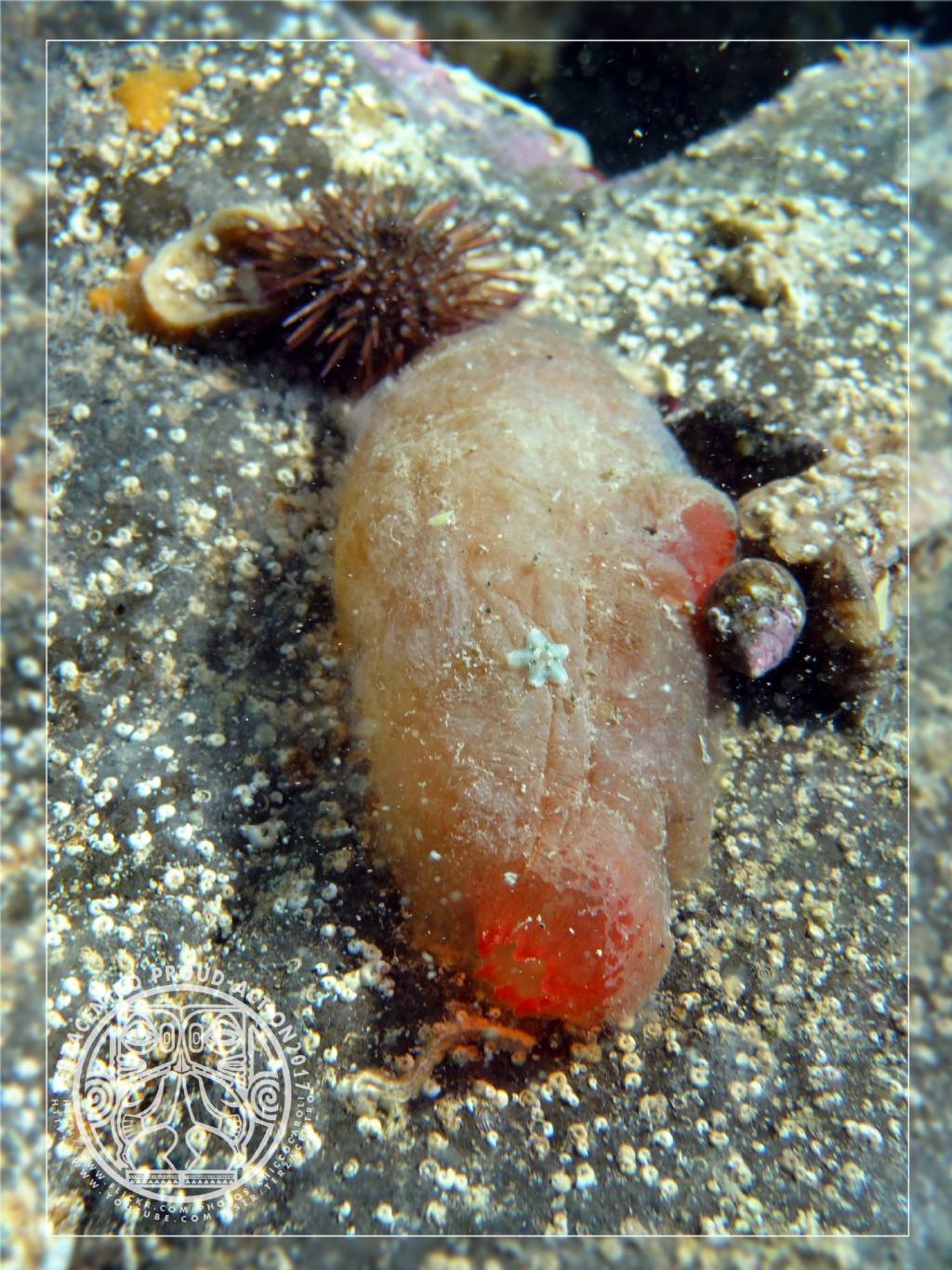 Sotto una pietra: ascidia...molto gommosa e stellina microscopica