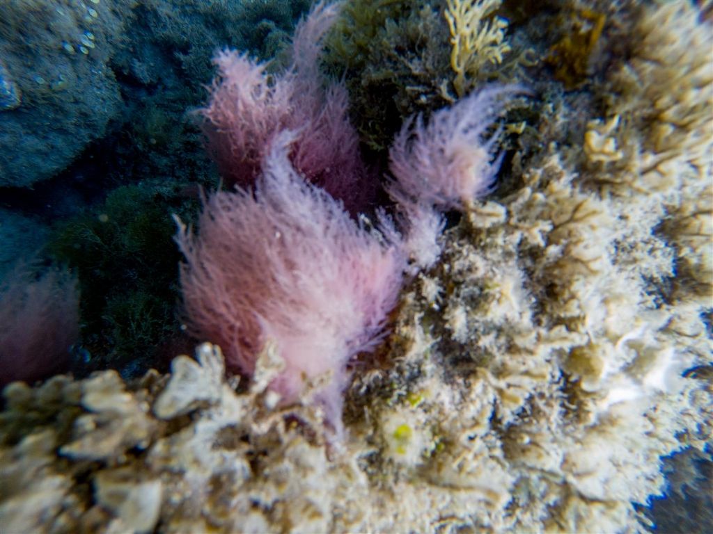 Alga da identificare