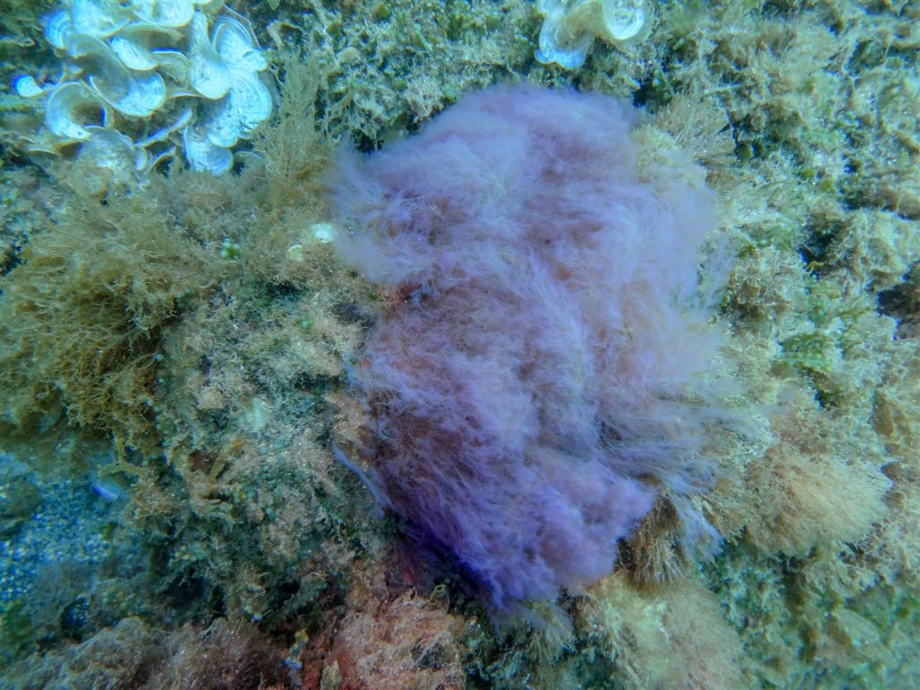 Alga da identificare