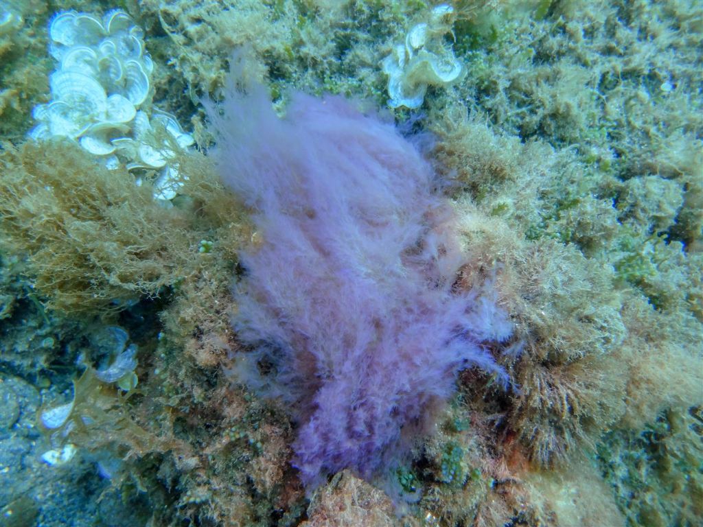 Alga da identificare