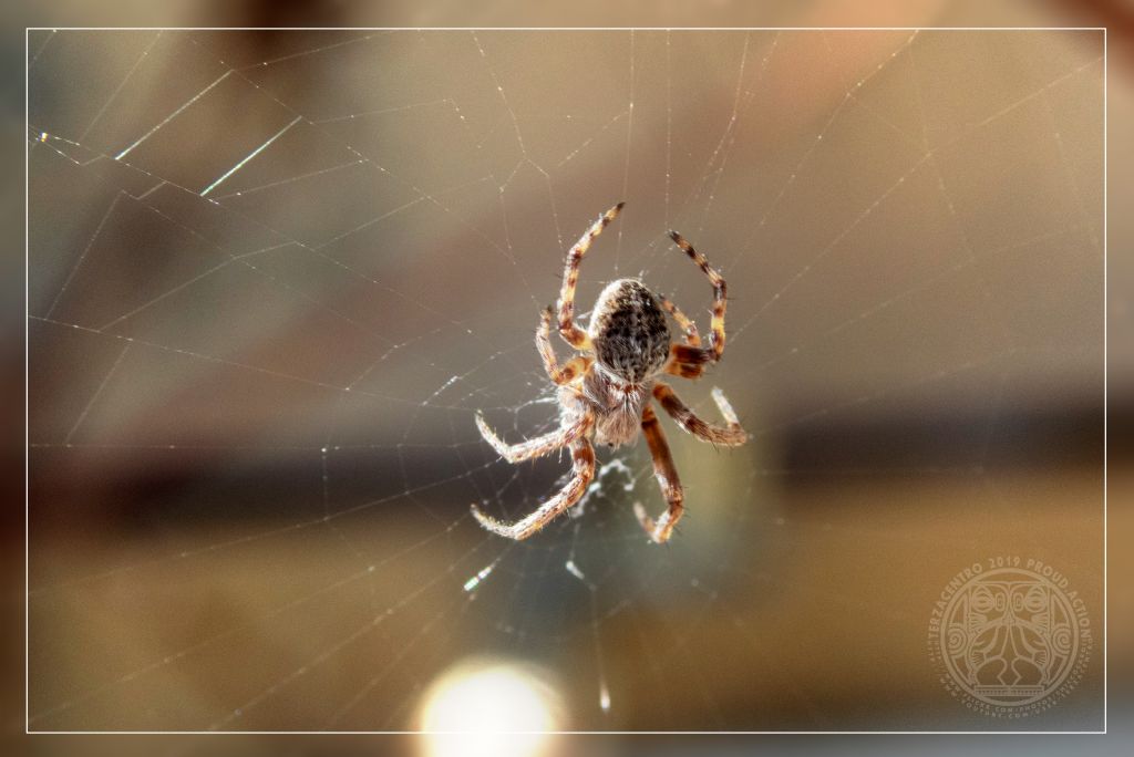 Agalenatea redii -  Genova