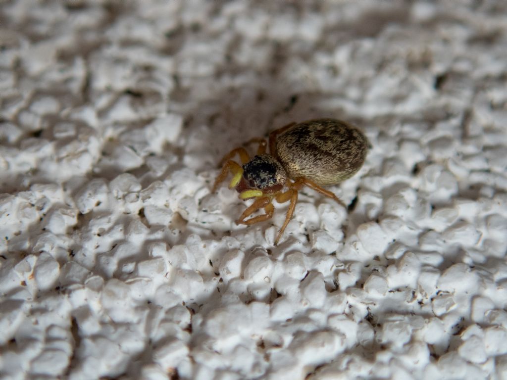 Heliophanus sp. e Heliophanus tribulosus, maschio - Genova