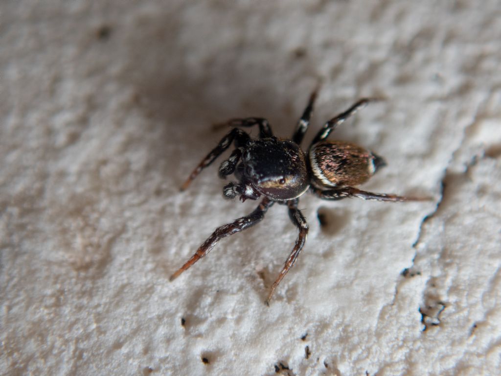 Heliophanus sp. e Heliophanus tribulosus, maschio - Genova