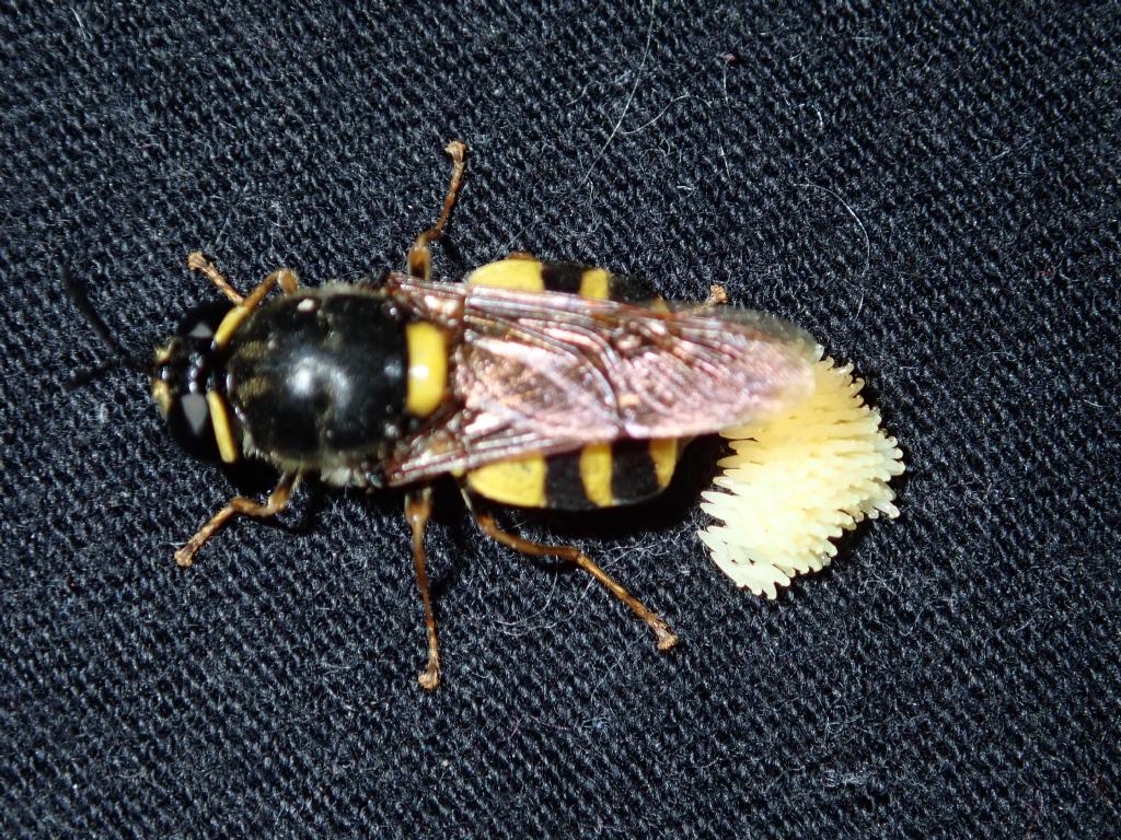 ovodeposizione di Chrysotoxum sp. ?  No,  di Stratiomys sp. (Stratiomyidae)