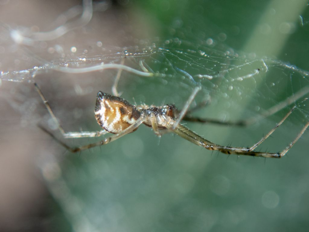 Linyphia sp. - Genova