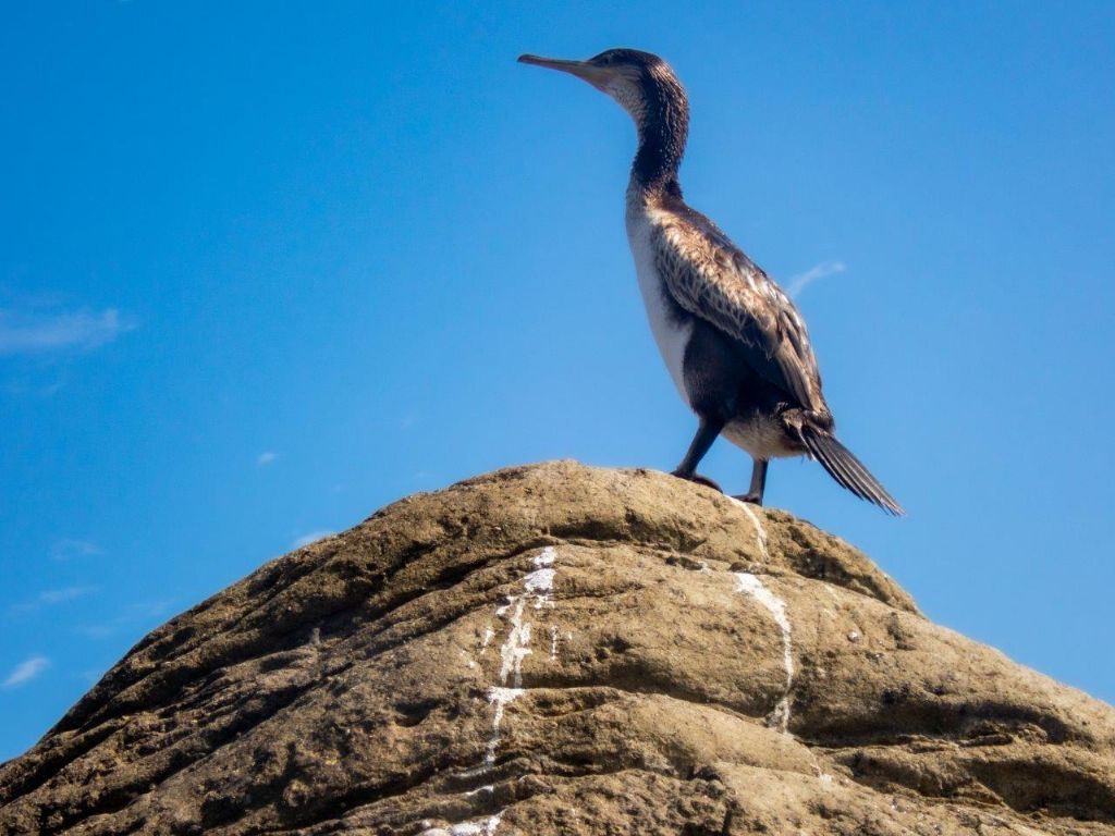 Marangone o cormorano?  Marangone dal ciuffo (Phalacrocorax aristotelis)