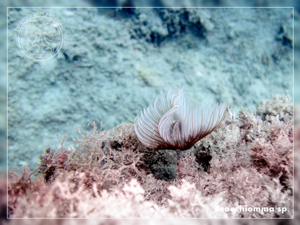 Branchiomma albina, decolorata?