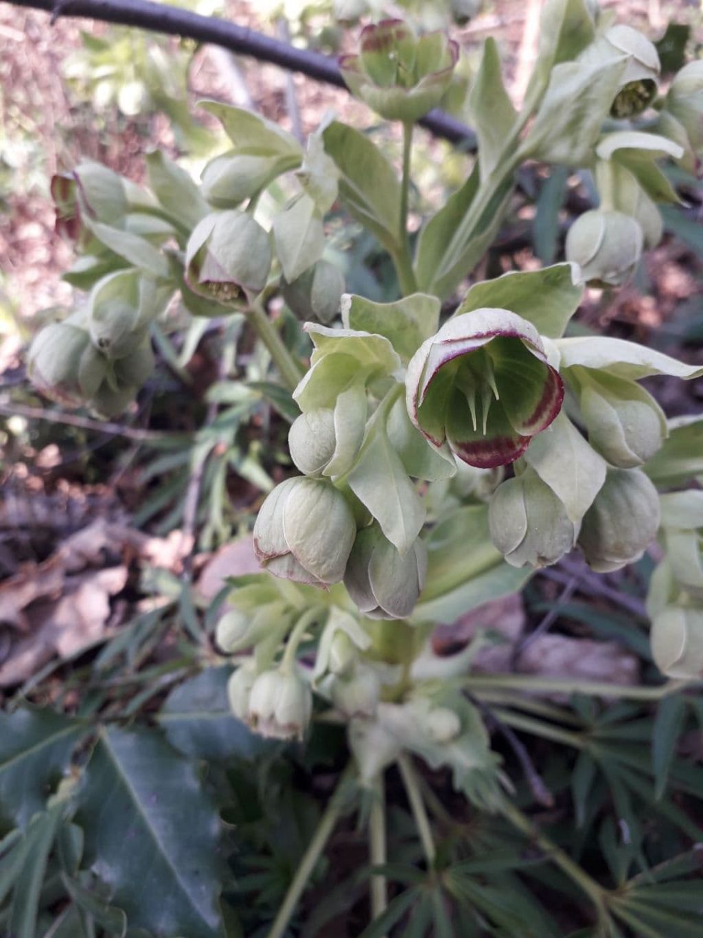 Helleborus?  S, Helleborus foetidus