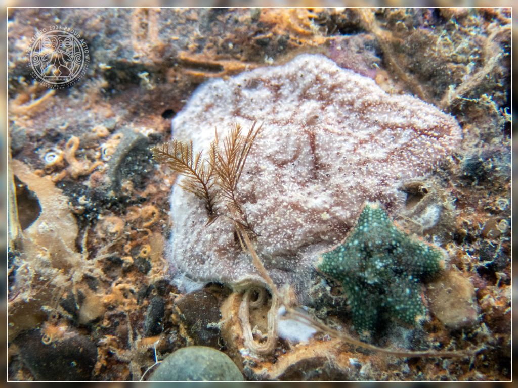 Ascidia coloniale? Quale?
