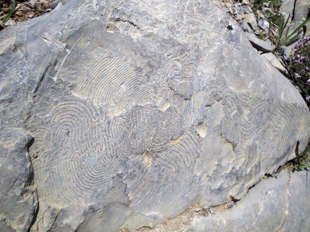 Circonvoluzioni su lastre di pietra, Genova Righi