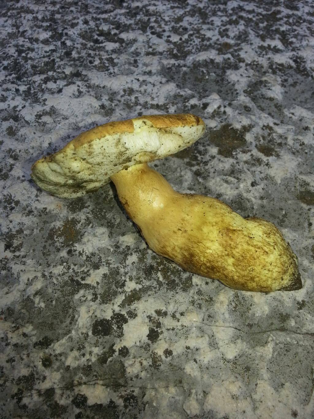 boletus da terminare