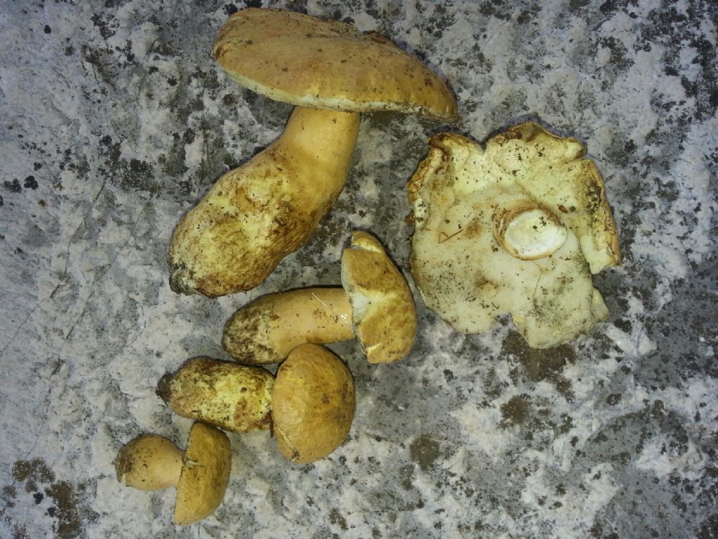 boletus da terminare