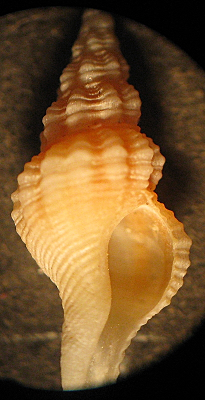 Gabes: il fondo del bidone