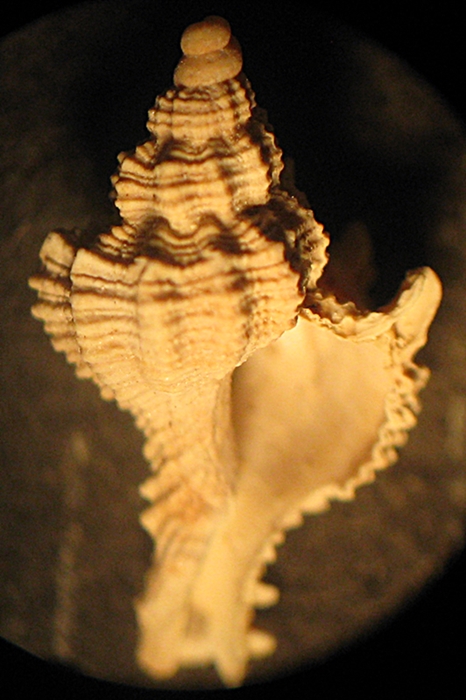 Gabes: il fondo del bidone