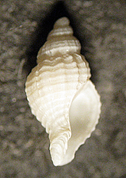 Gabes: il fondo del bidone