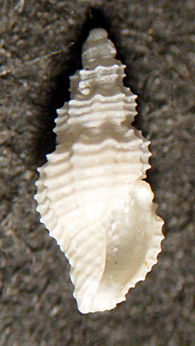 Gabes: il fondo del bidone