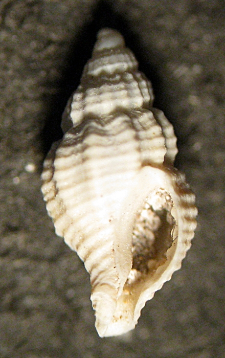 Gabes: il fondo del bidone