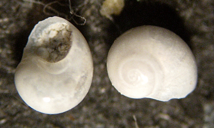 Gabes: il fondo del bidone