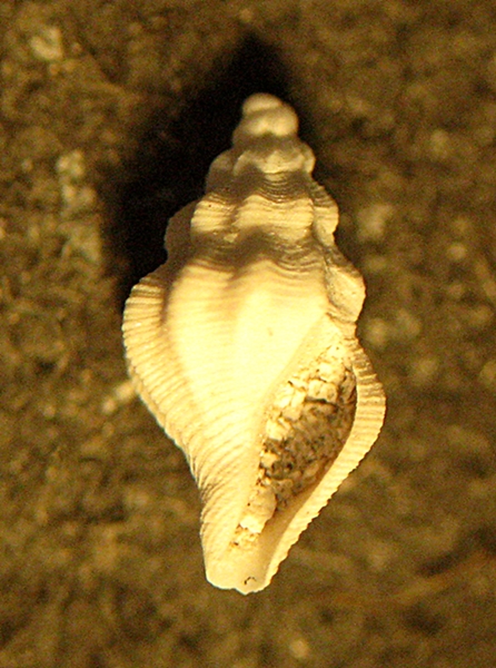 Gabes: il fondo del bidone