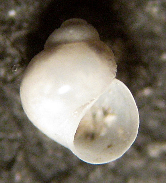 Gabes: il fondo del bidone