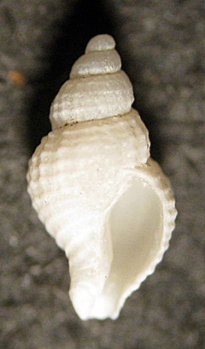 Gabes: il fondo del bidone