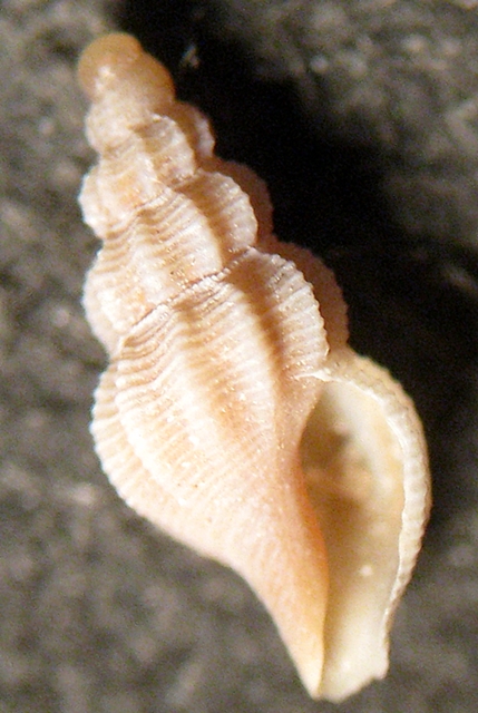 Gabes: il fondo del bidone