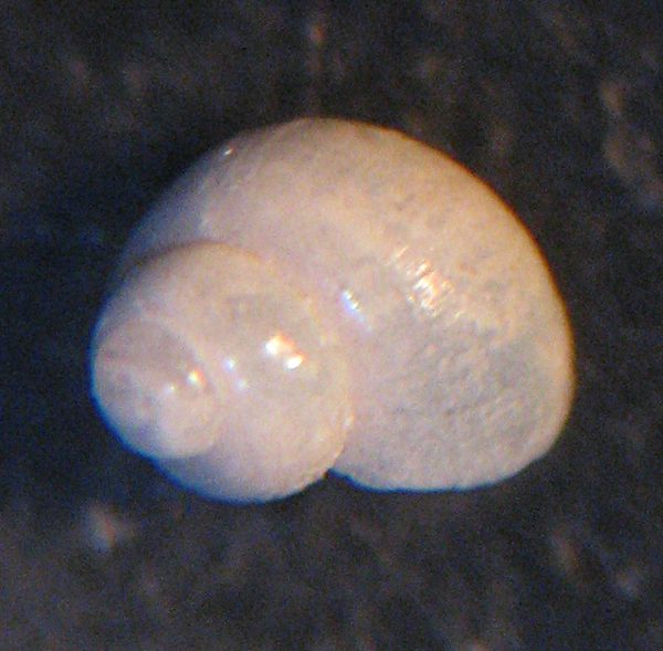 Gabes: il fondo del bidone