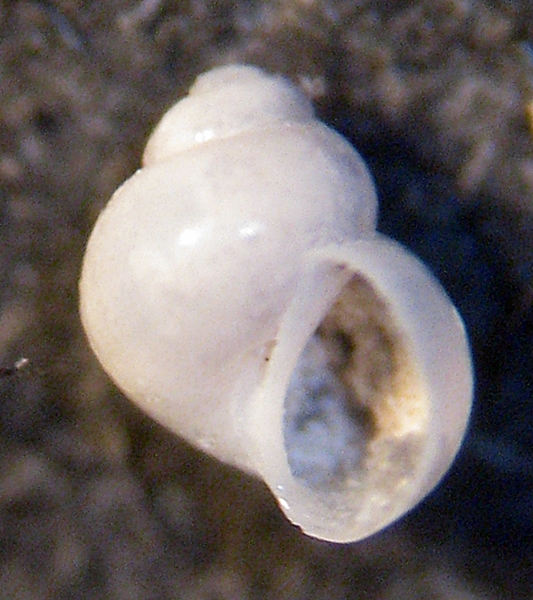 Gabes: il fondo del bidone