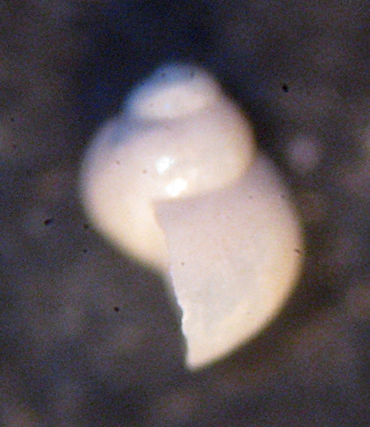 Gabes: il fondo del bidone