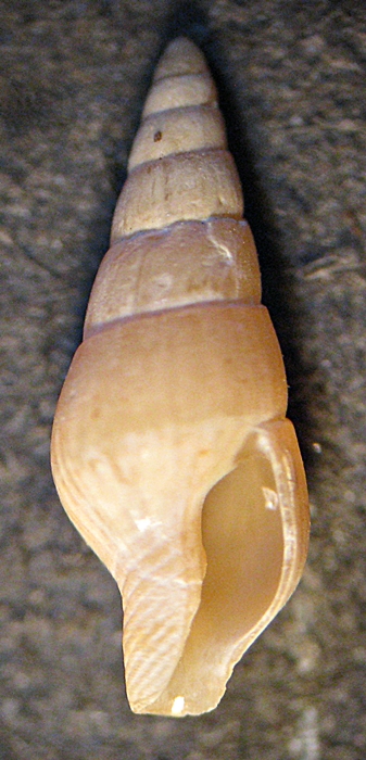 Gasteropodi in ripascimento alto Adriatico