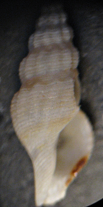 Gasteropodi in ripascimento alto Adriatico