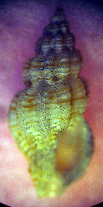 Gasteropodi in ripascimento alto Adriatico