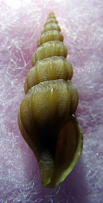 Gasteropodi in ripascimento alto Adriatico