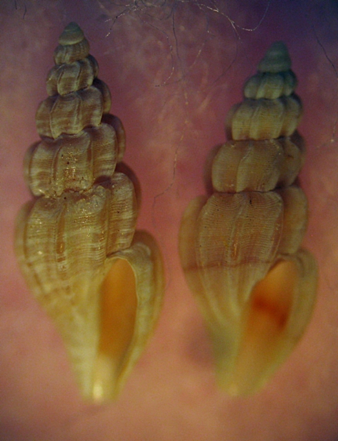 Gasteropodi in ripascimento alto Adriatico