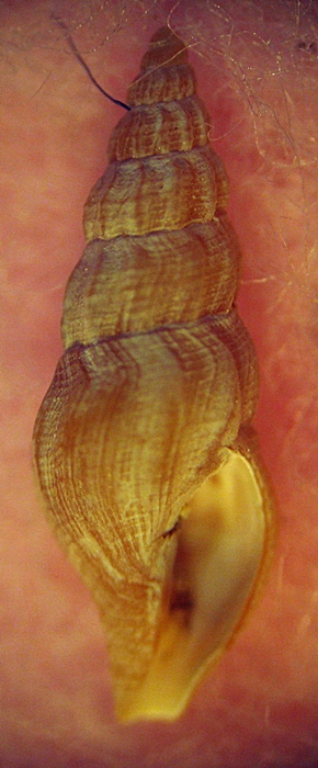 Gasteropodi in ripascimento alto Adriatico