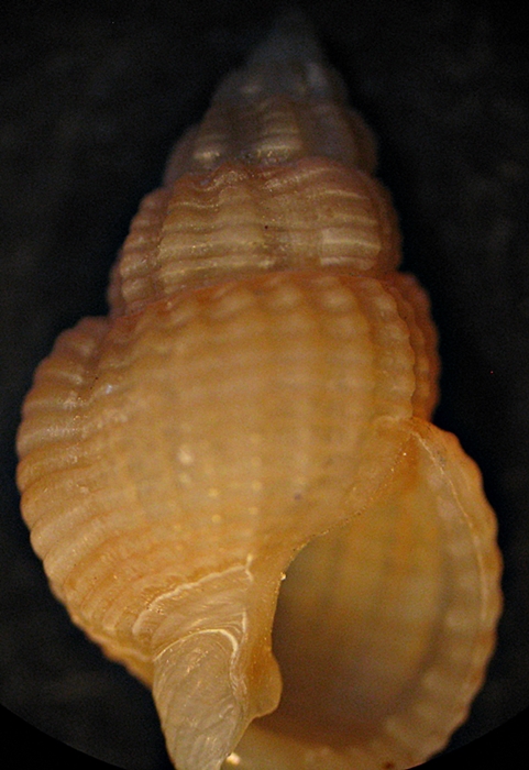 Gasteropodi in ripascimento alto Adriatico